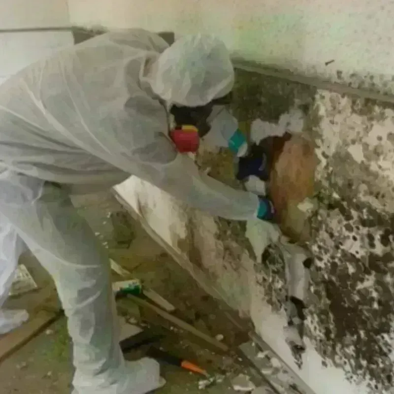 Mold Remediation and Removal in Columbus, OH